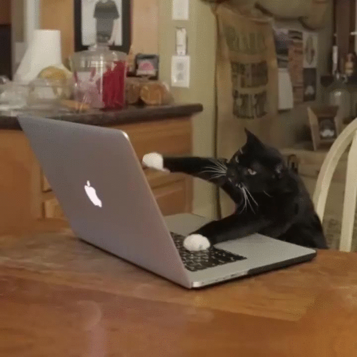 computer_cat